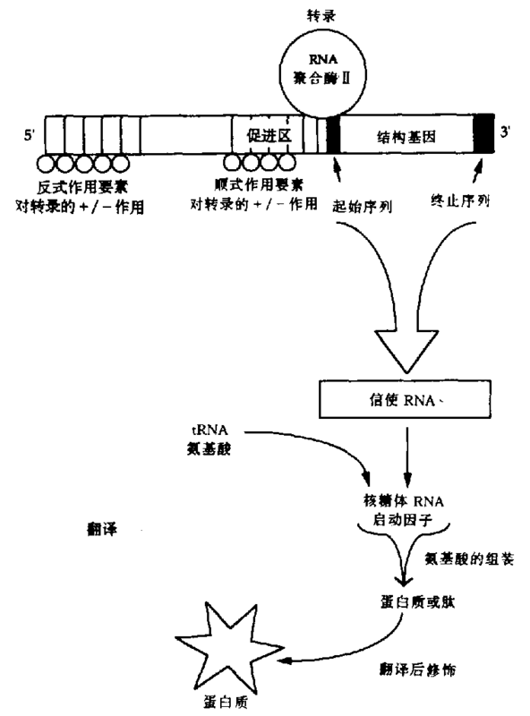 图2转录和翻译的基因表达示意图